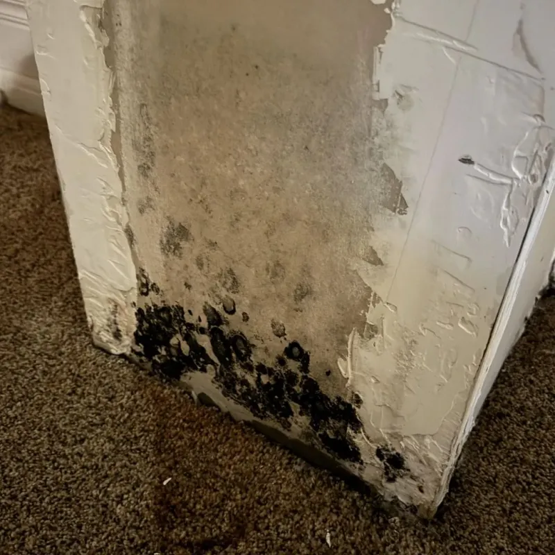 Professional Mold Removal in Mariposa County, CA